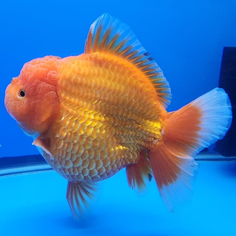 Thai Jumbo Red Oranda 4.5" Body Male Giant Breed (CRP-JO1114)BLUETUB2