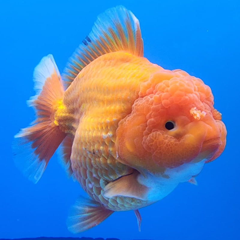 Thai Jumbo Red Oranda 4.5" Body Male Giant Breed (CRP-JO1114)BLUETUB2