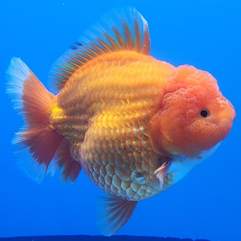 Thai Jumbo Red Oranda 4.5" Body Male Giant Breed (CRP-JO1114)BLUETUB2