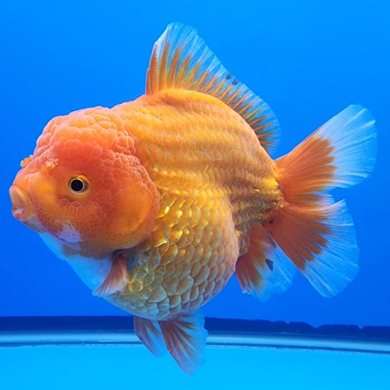 Thai Jumbo Red Oranda 4.5" Body Male Giant Breed (CRP-JO1114)BLUETUB2