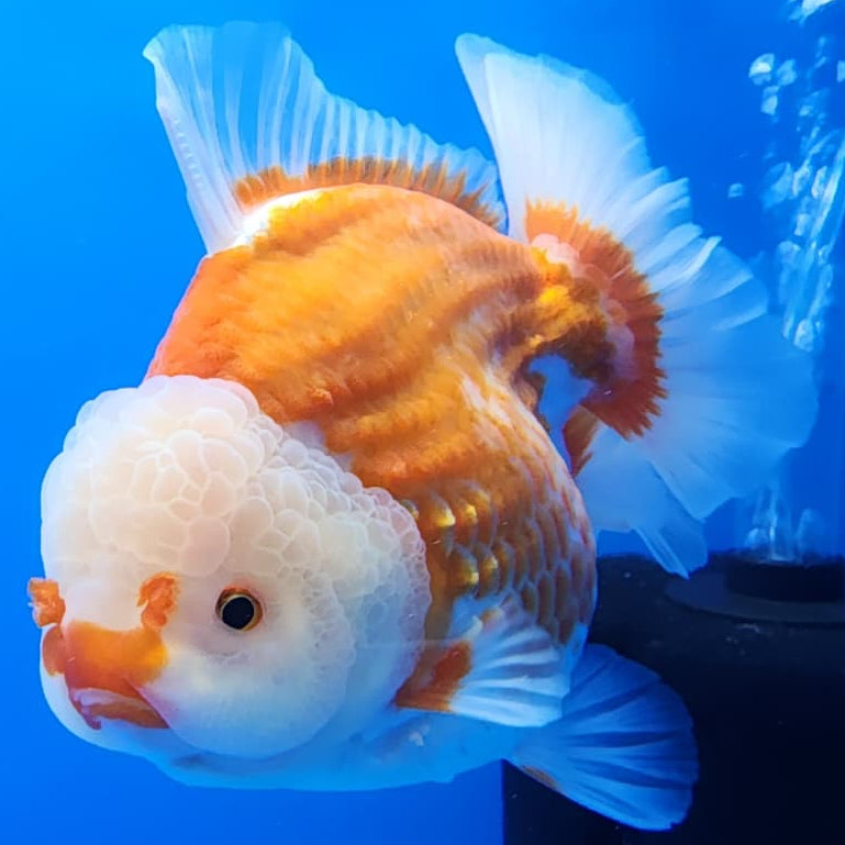 Thai Jumbo Polka Dot Oranda 4.5" Body Female Giant Breed (CRP-JO1115)BLUETUB2
