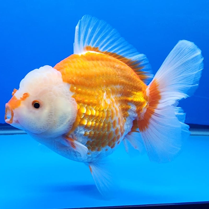 Thai Jumbo Polka Dot Oranda 4.5" Body Female Giant Breed (CRP-JO1115)BLUETUB2