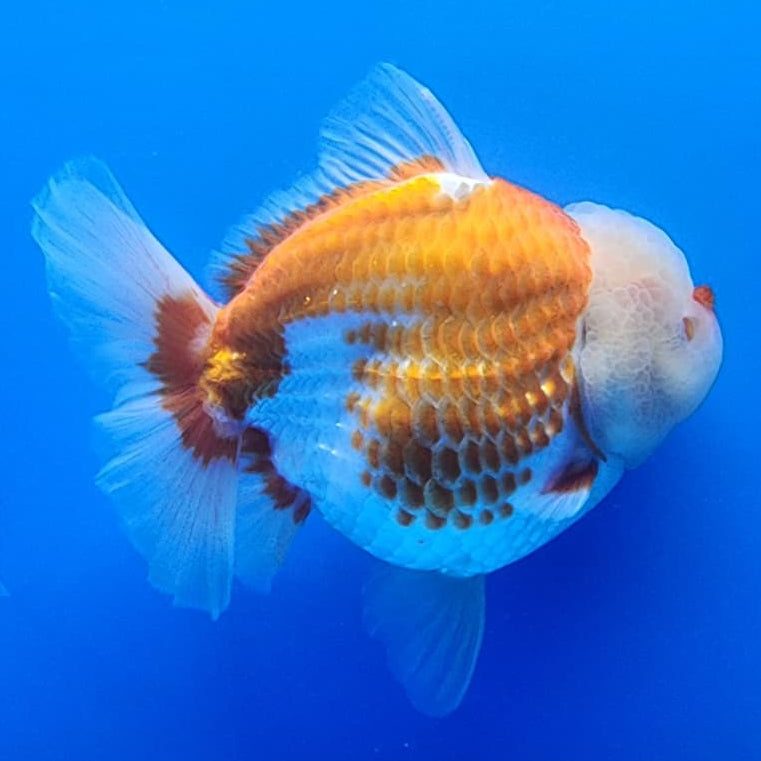 Thai Jumbo Polka Dot Oranda 4.5" Body Female Giant Breed (CRP-JO1115)BLUETUB2