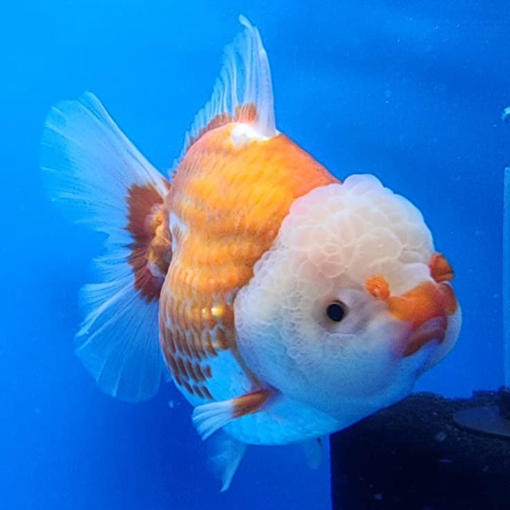 Thai Jumbo Polka Dot Oranda 4.5" Body Female Giant Breed (CRP-JO1115)BLUETUB2