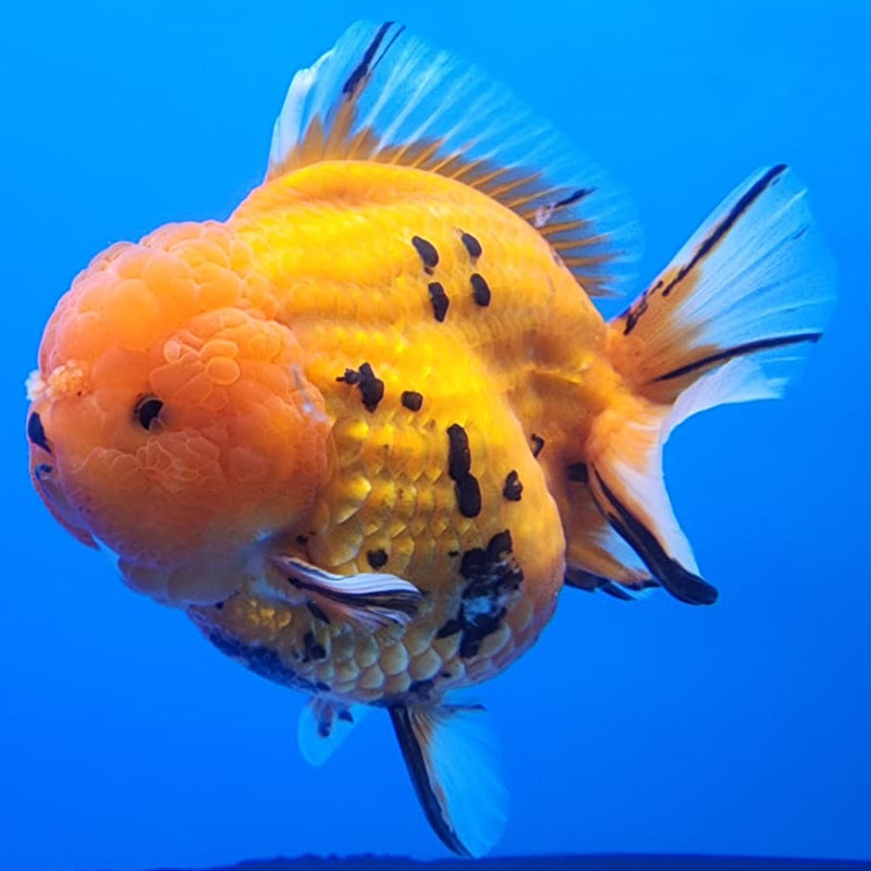 Thai Jumbo Red Tiger Calico Oranda 4.50" Body Female (CRP-JO1106)BLUETUB2