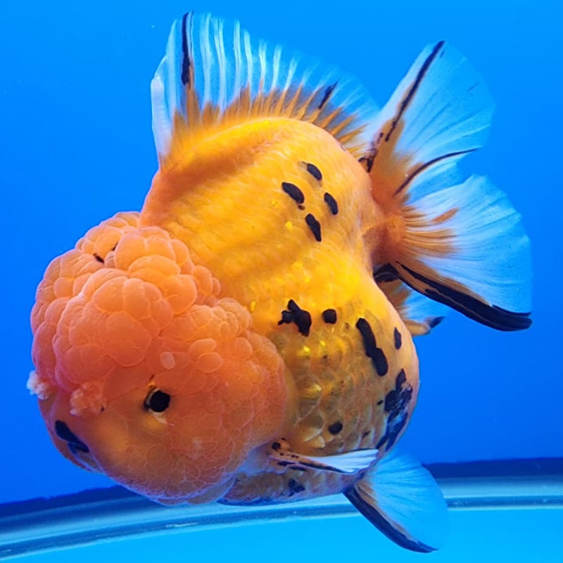 Thai Jumbo Red Tiger Calico Oranda 4.50" Body Female (CRP-JO1106)BLUETUB2