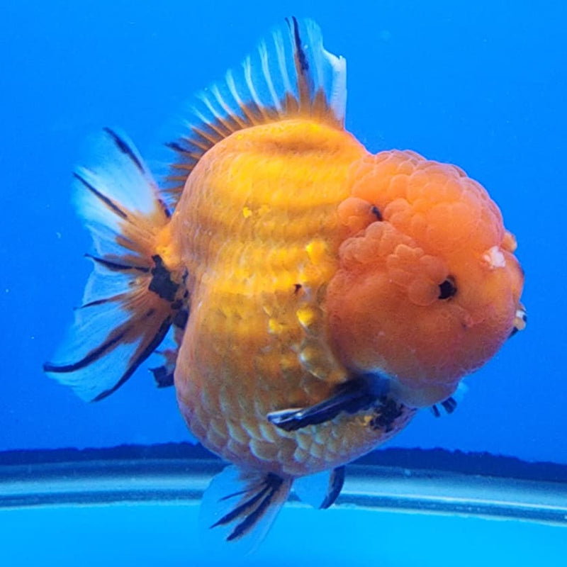 Thai Jumbo Red Tiger Calico Oranda 4.50" Body Female (CRP-JO1106)BLUETUB2