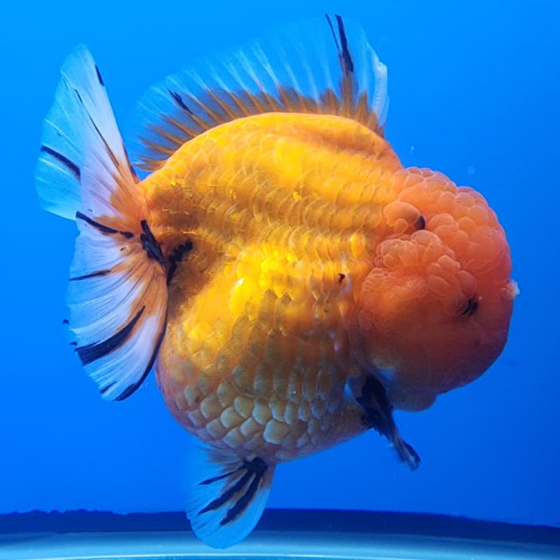 Thai Jumbo Red Tiger Calico Oranda 4.50" Body Female (CRP-JO1106)BLUETUB2