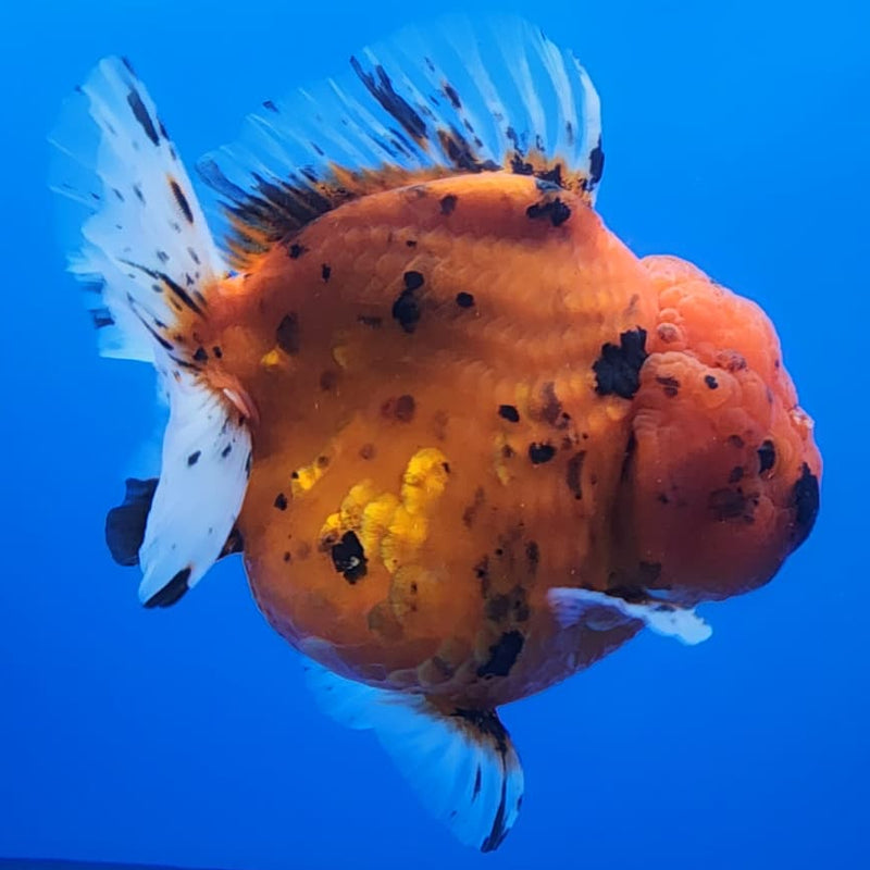 Thai Jumbo Red Tiger Calico Oranda 4.5" Body Male (CRP-JO1107)BLUETUB2