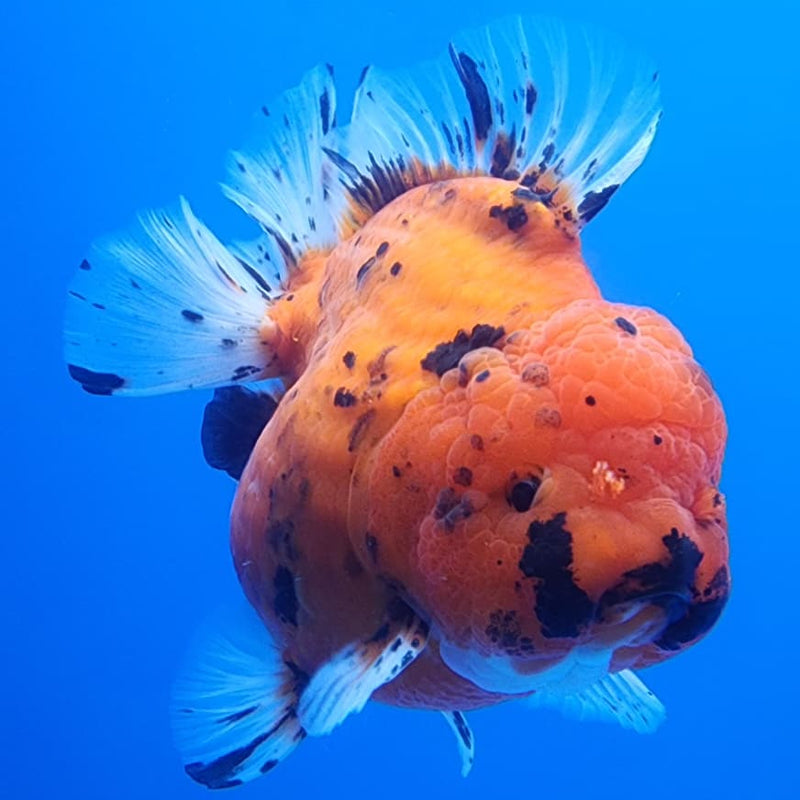 Thai Jumbo Red Tiger Calico Oranda 4.5" Body Male (CRP-JO1107)BLUETUB2