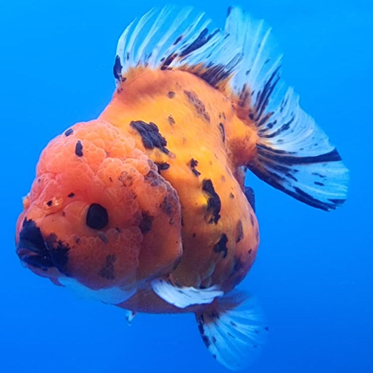 Thai Jumbo Red Tiger Calico Oranda 4.5" Body Male (CRP-JO1107)BLUETUB2