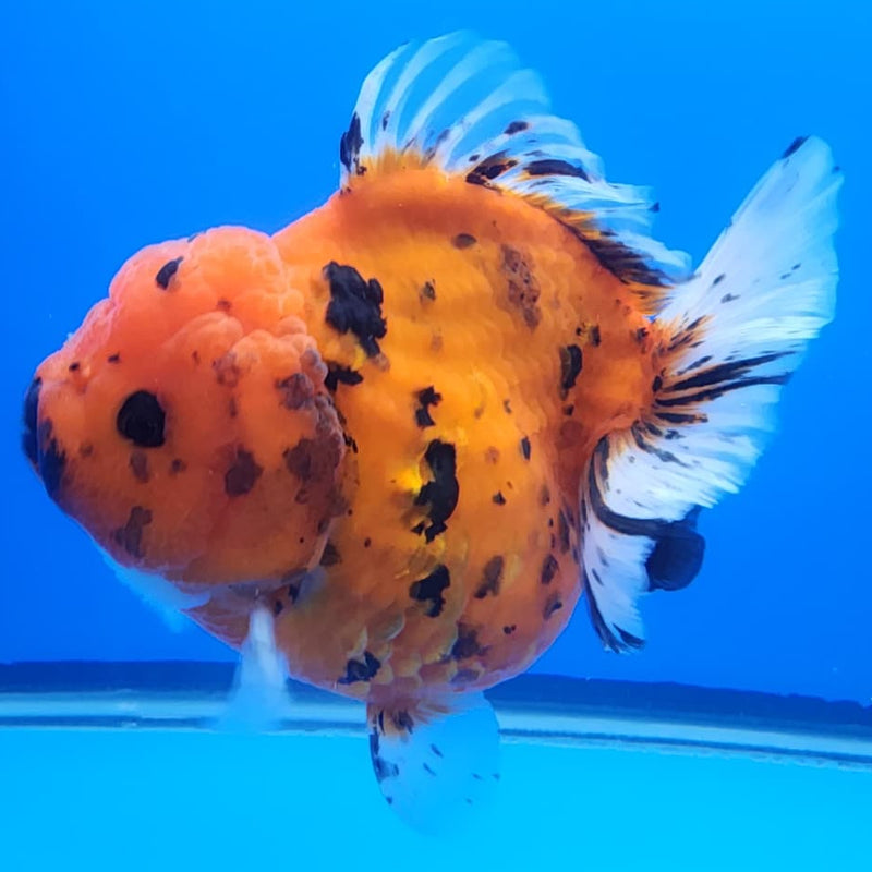 Thai Jumbo Red Tiger Calico Oranda 4.5" Body Male (CRP-JO1107)BLUETUB2