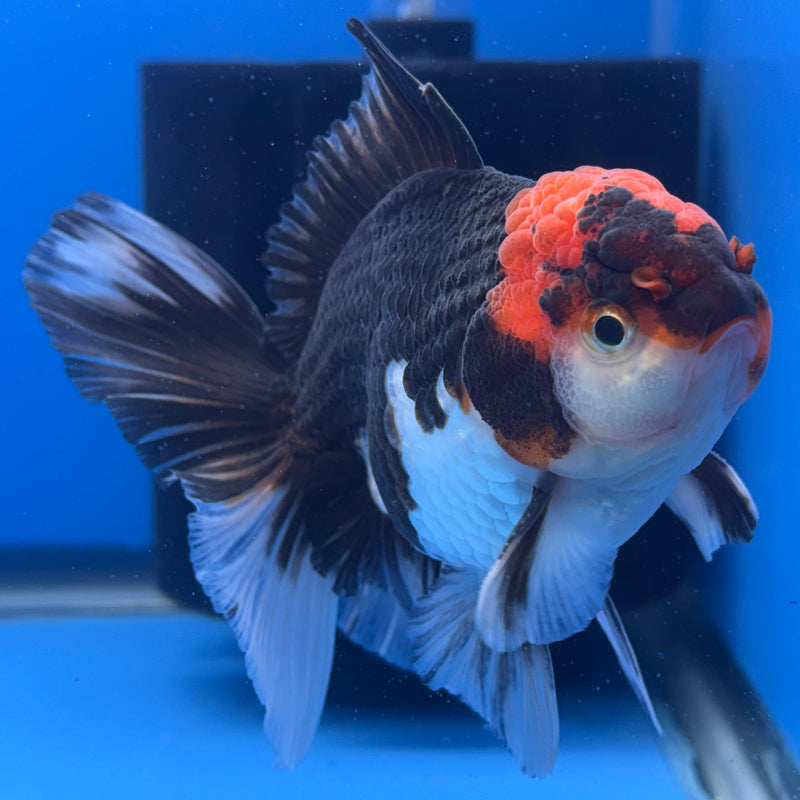 Thai Oranda Orchid Tail Tri-Color 3" Body Male (CK-470)R1B05