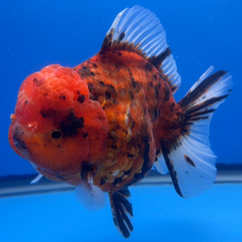 Thai Jumbo Red Calico 4.5" Body Female (CRP-CK-499)BLUETUB2