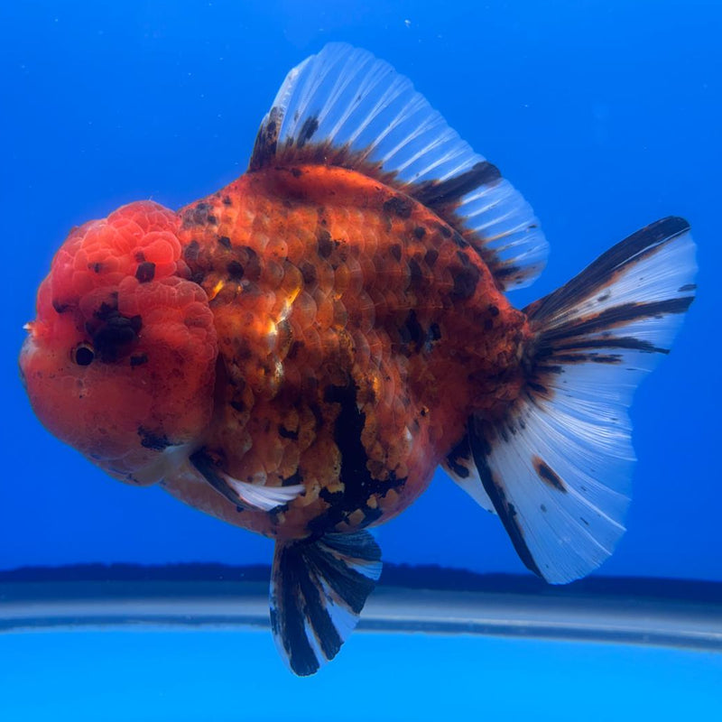 Thai Jumbo Red Calico 4.5" Body Female (CRP-CK-499)BLUETUB2