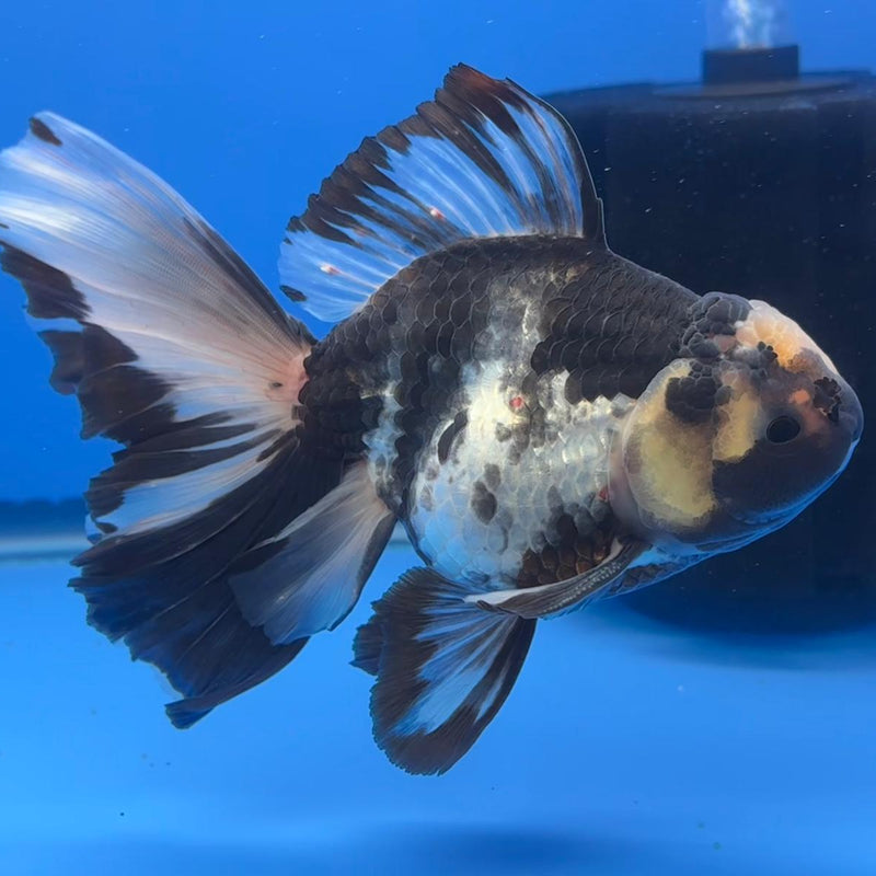 Thai Oranda Orchid Tail Panda 4" Body Male (CK-592)R1B12