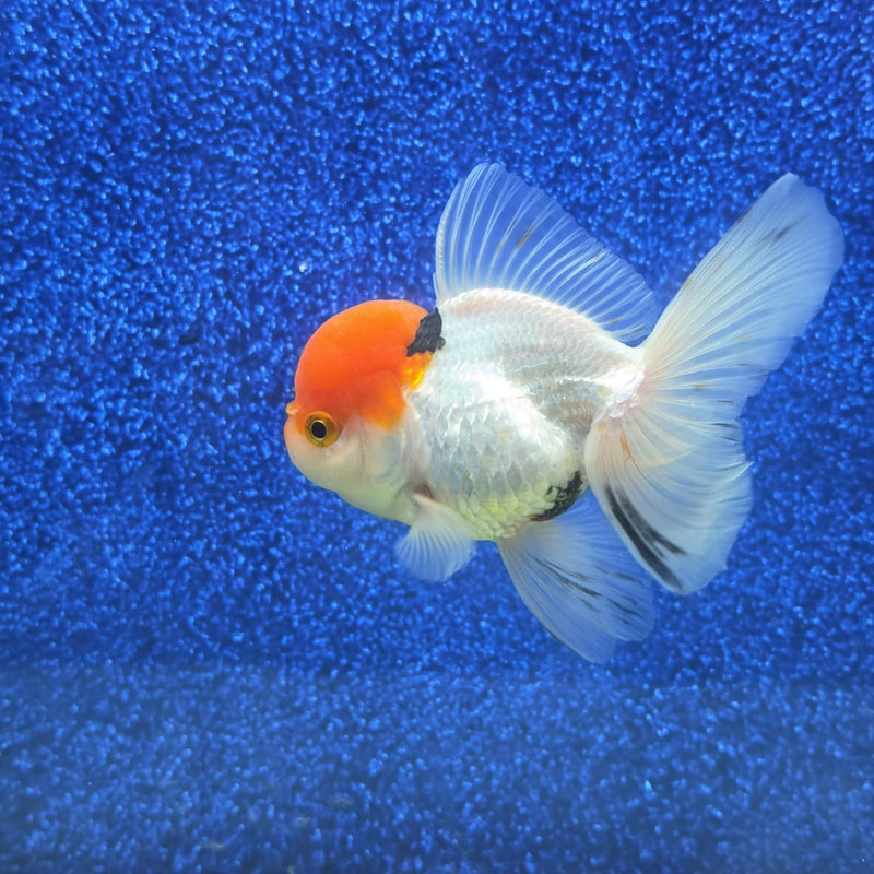 Thai Oranda Red Cap White Body 3.5 in Female (FEB-458)BLUETUBA