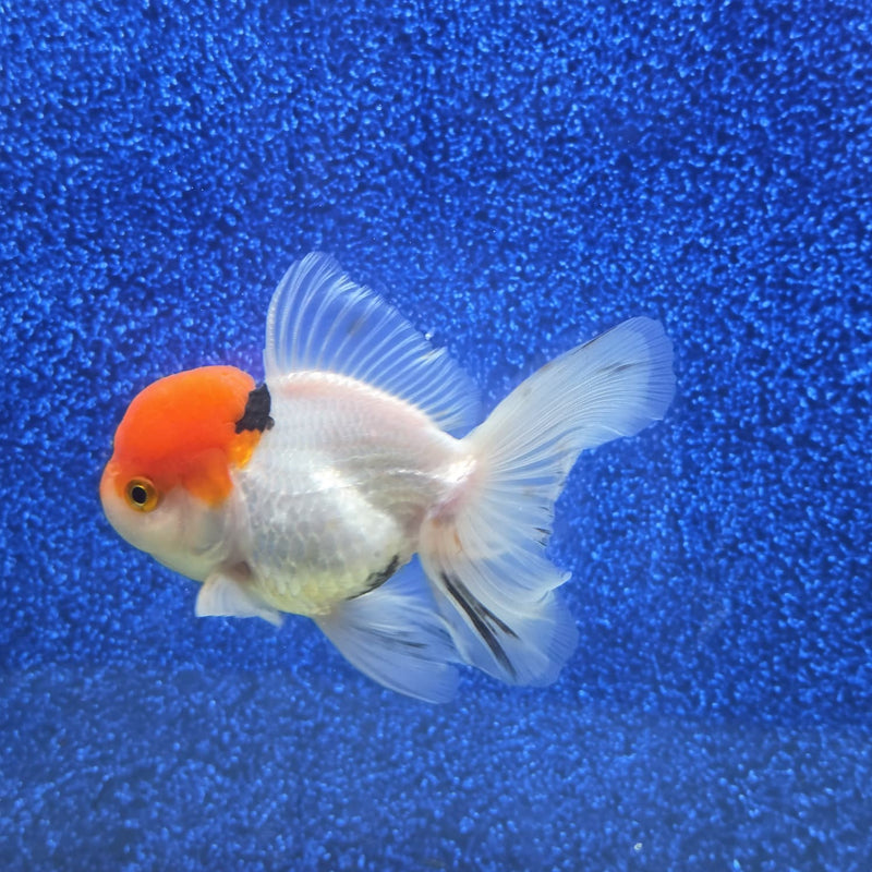 Thai Oranda Red Cap White Body 3.5 in Female (FEB-458)BLUETUBA