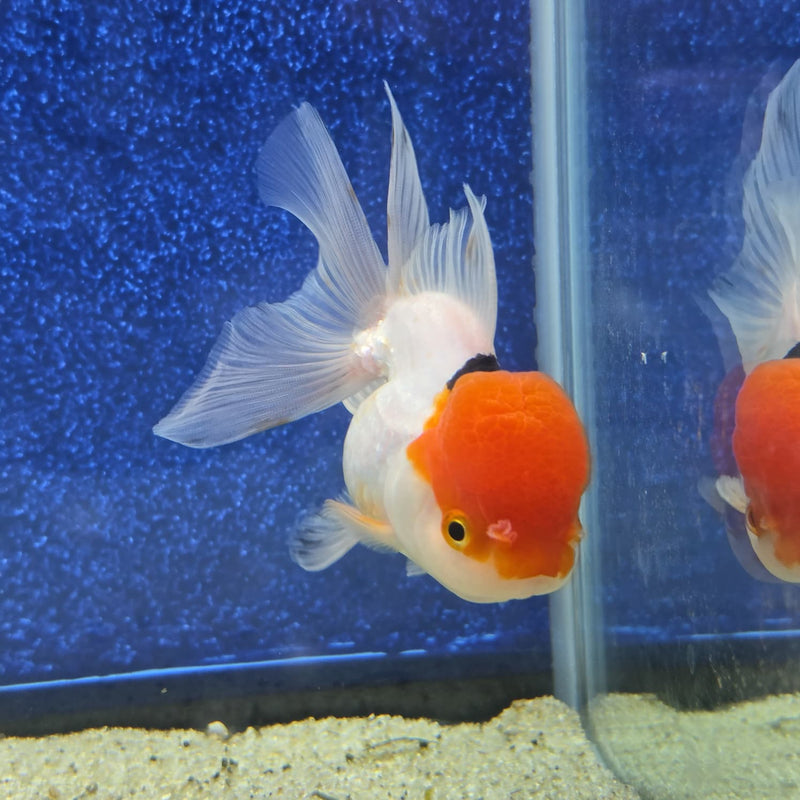 Thai Oranda Red Cap White Body 3.5 in Female (FEB-458)BLUETUBA