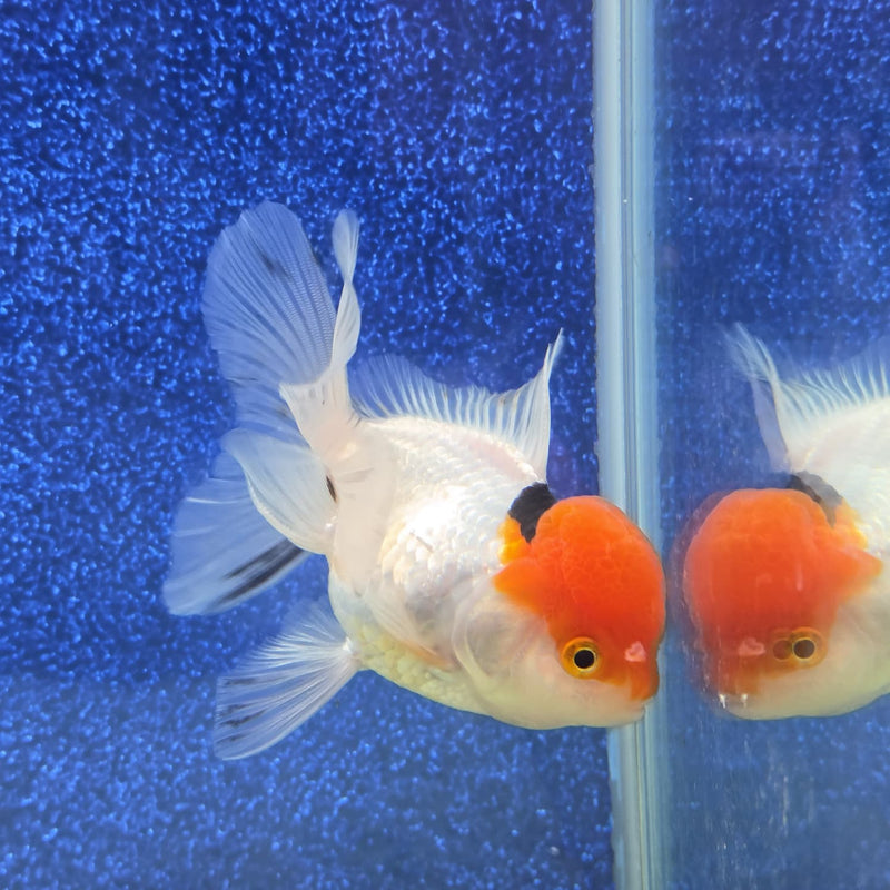Thai Oranda Red Cap White Body 3.5 in Female (FEB-458)BLUETUBA