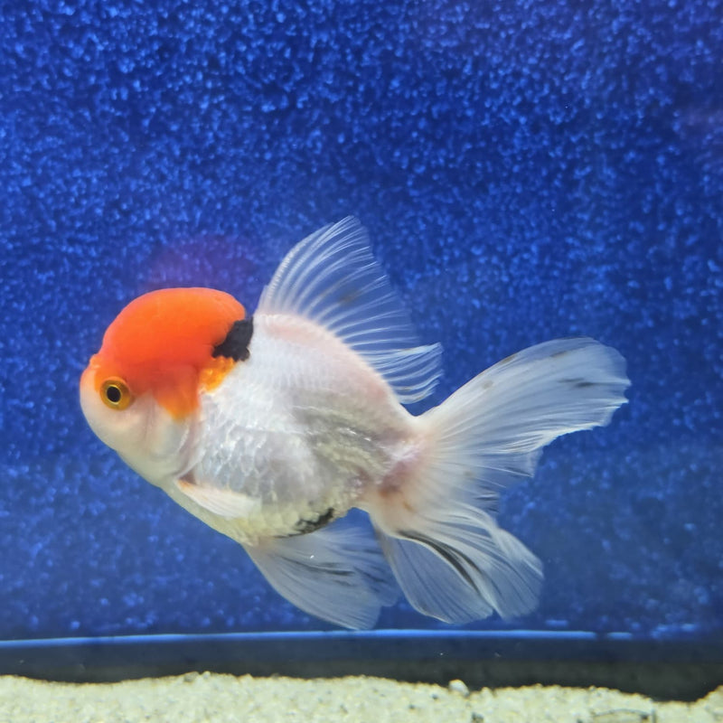 Thai Oranda Red Cap White Body 3.5 in Female (FEB-458)BLUETUBA