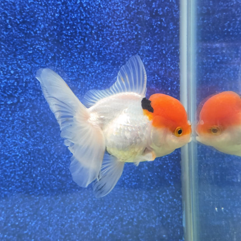 Thai Oranda Red Cap White Body 3.5 in Female (FEB-458)BLUETUBA