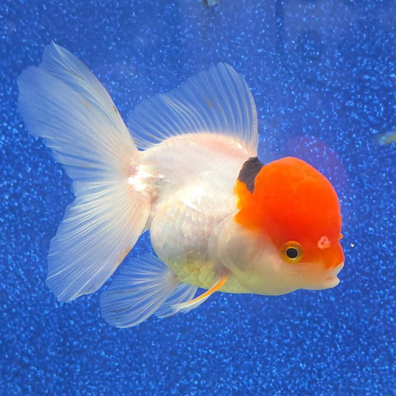 Thai Oranda Red Cap White Body 3.5 in Female (FEB-458)BLUETUBA