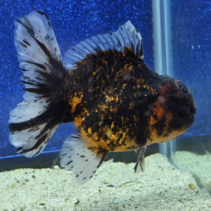 Thai Oranda Black Tiger Body 3.5 in Male (FEB-462)BLUETUBA