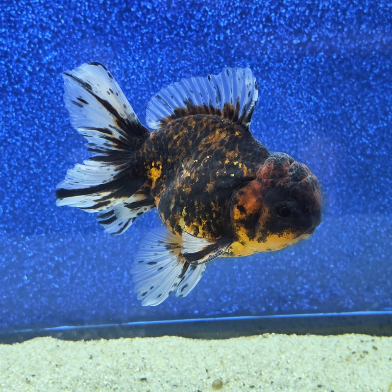 Thai Oranda Black Tiger Body 3.5 in Male (FEB-462)BLUETUBA