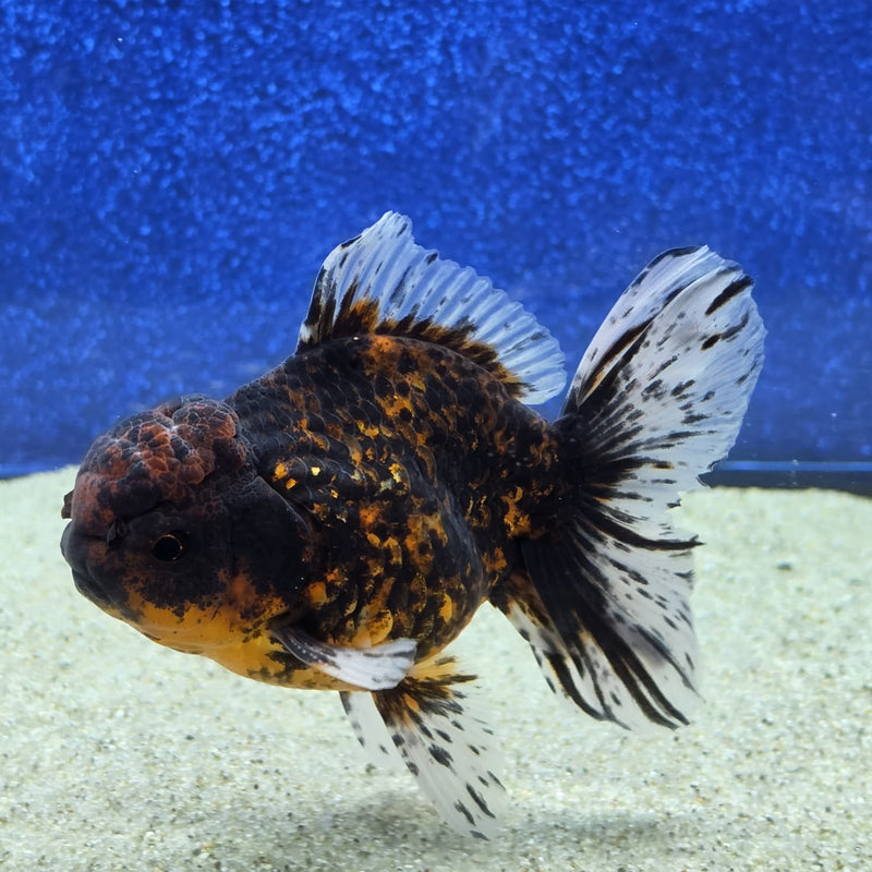 Thai Oranda Black Tiger Body 3.5 in Male (FEB-462)BLUETUBA