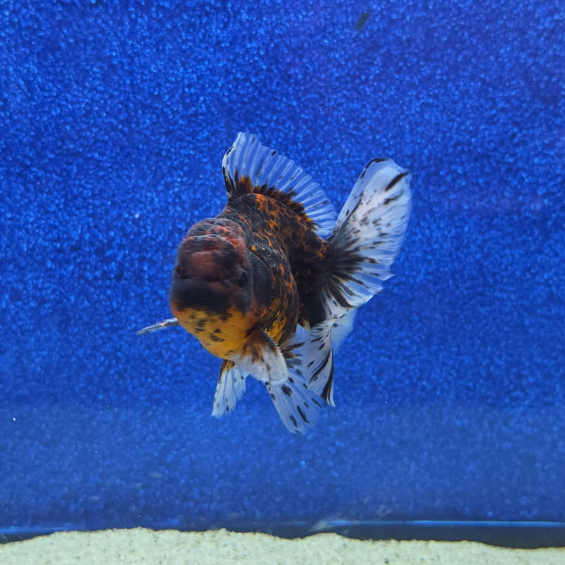 Thai Oranda Black Tiger Body 3.5 in Male (FEB-462)BLUETUBA