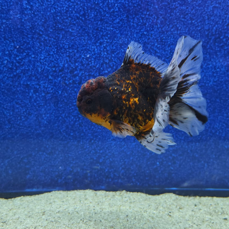 Thai Oranda Black Tiger Body 3.5 in Male (FEB-462)BLUETUBA