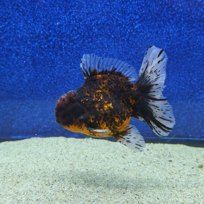 Thai Oranda Black Tiger Body 3.5 in Male (FEB-462)BLUETUBA