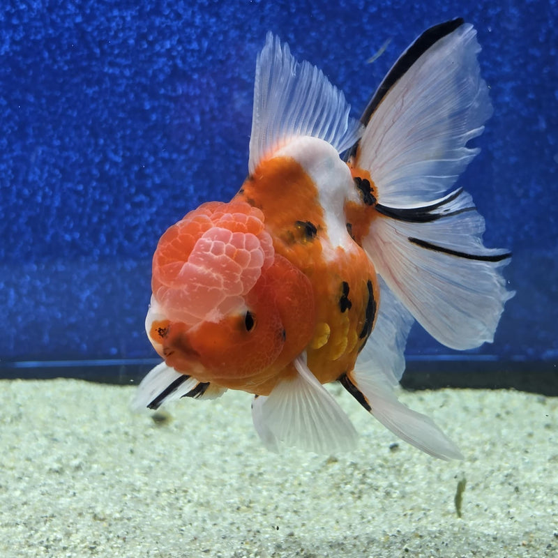 Thai Oranda Tri Color Tiger 4 in Female (FEB-460)BLUETUBA