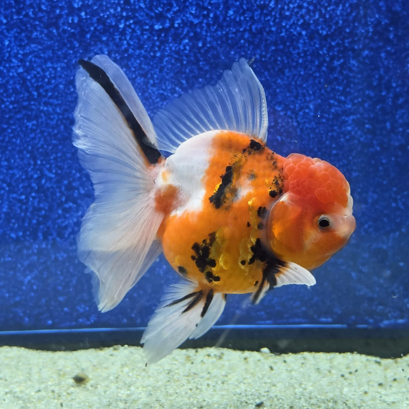 Thai Oranda Tri Color Tiger 4 in Female (FEB-460)BLUETUBA