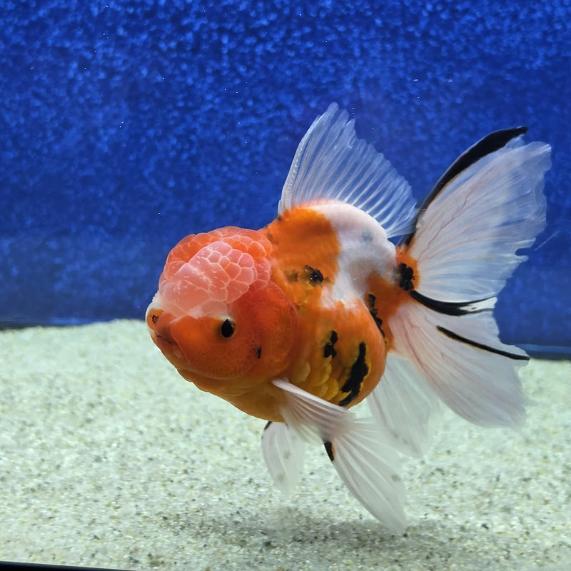 Thai Oranda Tri Color Tiger 4 in Female (FEB-460)BLUETUBA