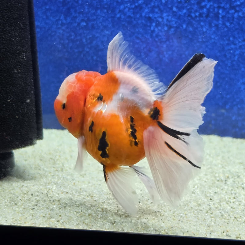 Thai Oranda Tri Color Tiger 4 in Female (FEB-460)BLUETUBA