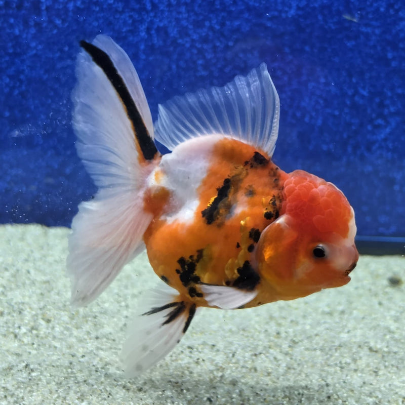 Thai Oranda Tri Color Tiger 4 in Female (FEB-460)BLUETUBA