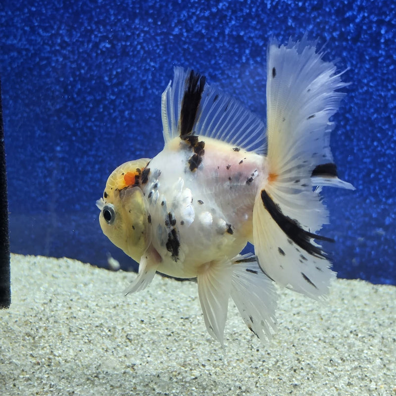 Thai Oranda White Tricolor Tiger White Body 3.5 in Female (FEB-459)BLUETUBA