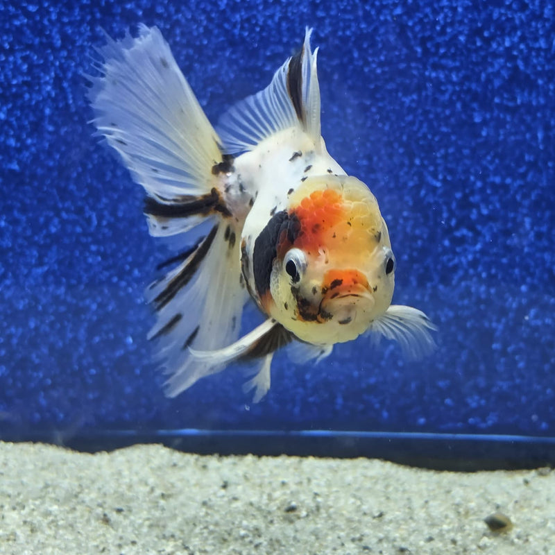 Thai Oranda White Tricolor Tiger White Body 3.5 in Female (FEB-459)BLUETUBA