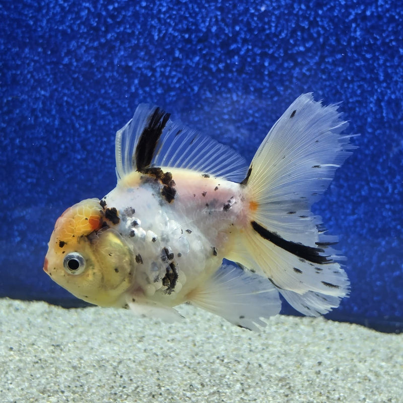 Thai Oranda White Tricolor Tiger White Body 3.5 in Female (FEB-459)BLUETUBA