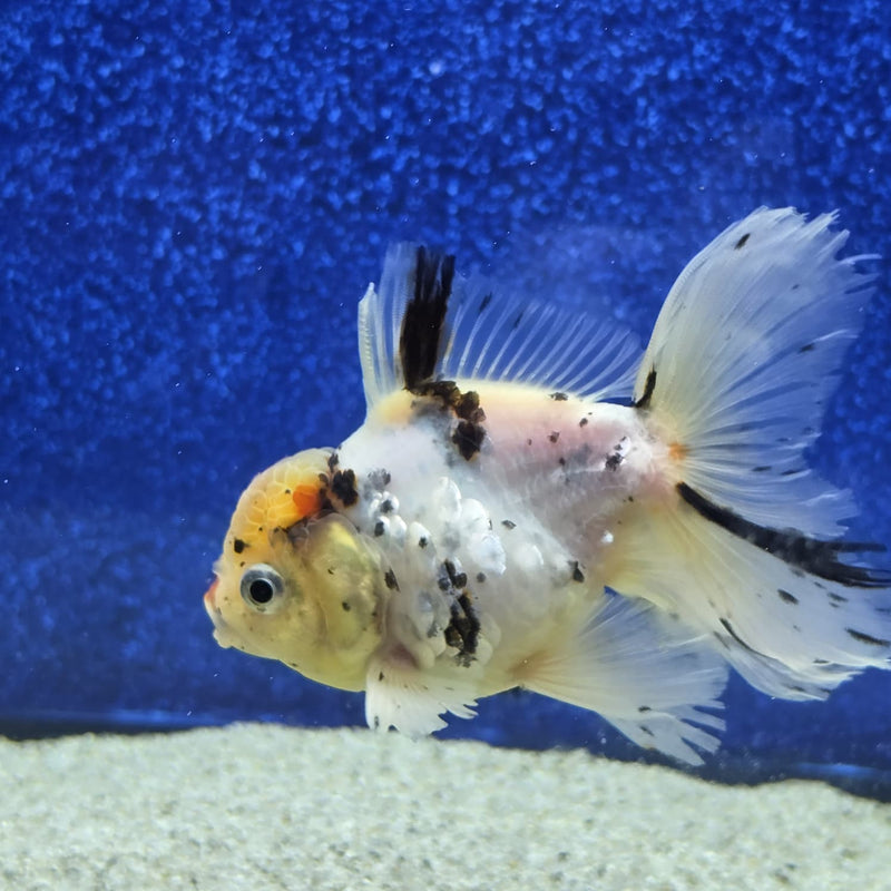 Thai Oranda White Tricolor Tiger White Body 3.5 in Female (FEB-459)BLUETUBA