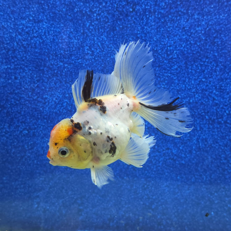 Thai Oranda White Tricolor Tiger White Body 3.5 in Female (FEB-459)BLUETUBA
