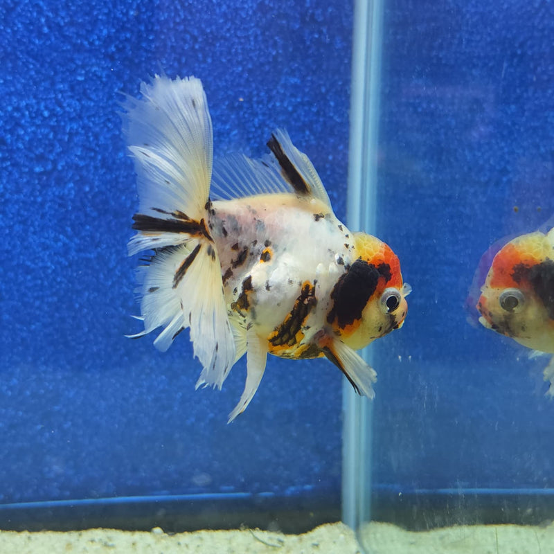 Thai Oranda White Tricolor Tiger White Body 3.5 in Female (FEB-459)BLUETUBA