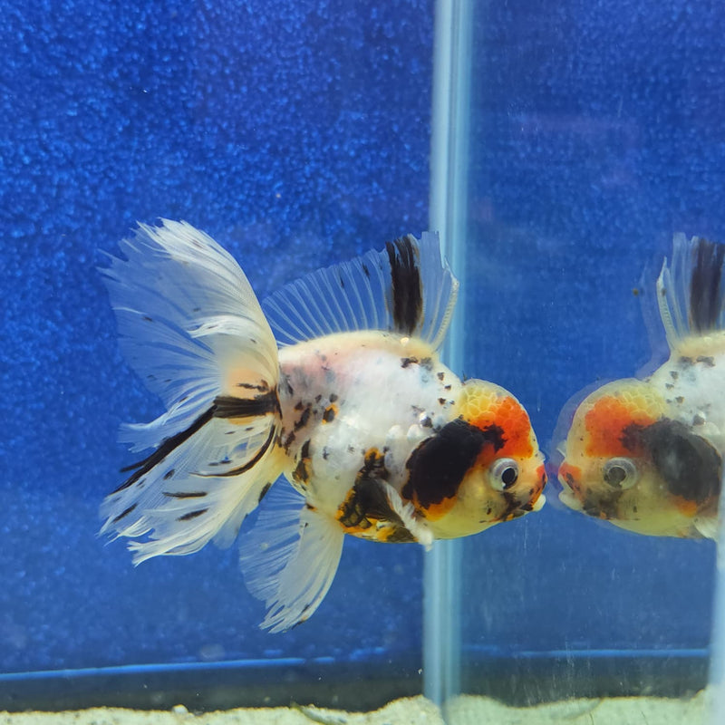 Thai Oranda White Tricolor Tiger White Body 3.5 in Female (FEB-459)BLUETUBA