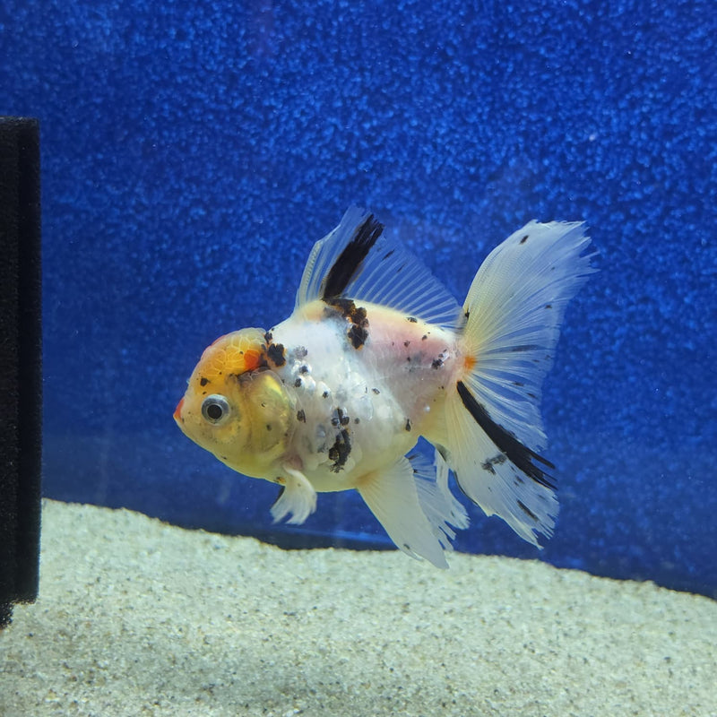 Thai Oranda White Tricolor Tiger White Body 3.5 in Female (FEB-459)BLUETUBA