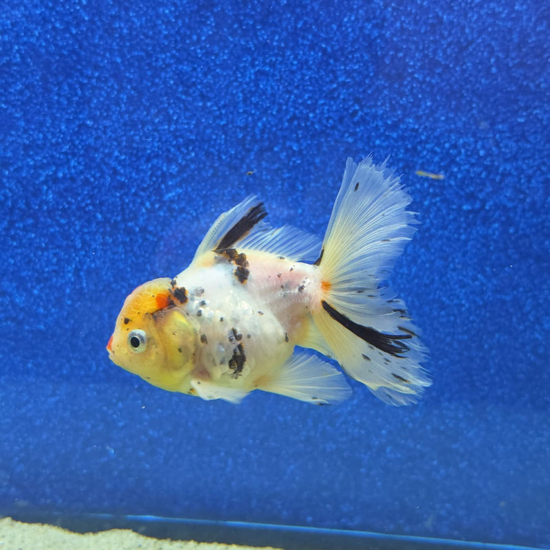 Thai Oranda White Tricolor Tiger White Body 3.5 in Female (FEB-459)BLUETUBA