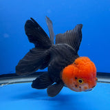 Thai Oranda Black Body Red Cap 4"inch Body Female (Tex-343) R3B17
