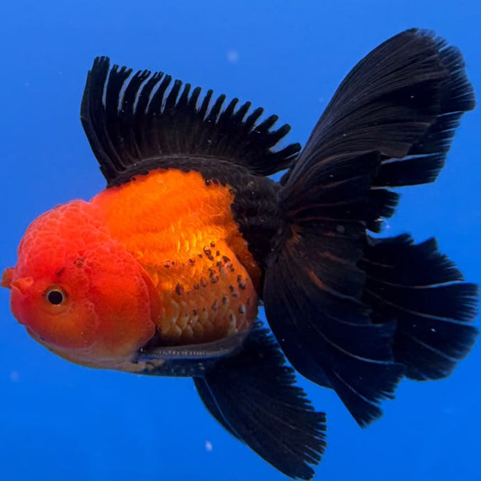 Thai Oranda Apache 4"inch Body Female (Tex-345)R3A06