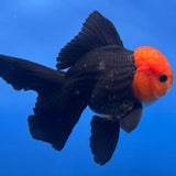 Thai Oranda Black Body Red Cap 4"inch Body Female (Tex-346) R3A06